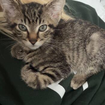 Calcifer -  Domestic Short Hair Cat for Adoption in Clavet, Saskatchewan - Calcifer | PetCurious