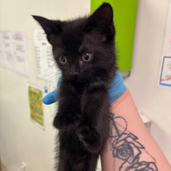 Domestic Short Hair Cats Available for Adoption in Charleston, West Virginia - Blinx | PetCurious