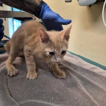 Jungle -  Domestic Short Hair Cat for Adoption in Pasadena, California - Jungle | PetCurious