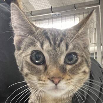 Yorick -  Domestic Short Hair Cat for Adoption in New York, New York - Yorick | PetCurious