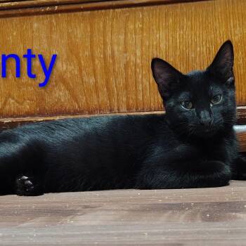 Monty -  Domestic Short Hair Cat for Adoption in Spokane, Washington - Monty | PetCurious