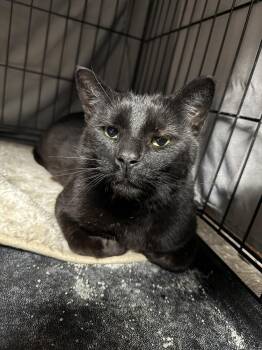 Domestic Short Hair Cats Available for Adoption in West Mifflin, Pennsylvania - Soren | PetCurious