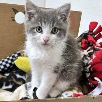 Tatum -  Domestic Short Hair Cat for Adoption - Tatum | PetCurious