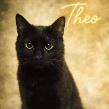 Bombay and Domestic Short Hair Cats Available for Adoption in Valley Falls, Kansas - Theo | PetCurious