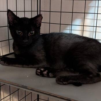 BCAS Coal -  Domestic Short Hair Cat for Adoption in Abingdon, Maryland - BCAS Coal | PetCurious