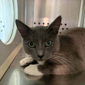 Rescue Domestic Short Hair Cats for Adoption in Washburn, Missouri - Moon | PetCurious