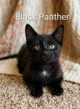 Black Panther -  Bombay and Domestic Short Hair Cat for Adoption in Wyandotte, Michigan - Black Panther | PetCurious