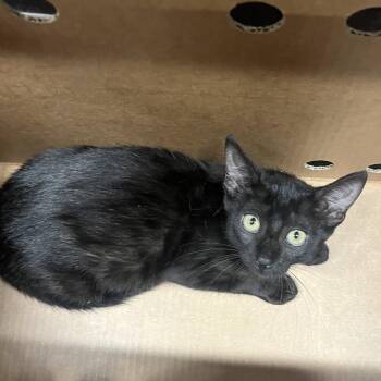 Sophie -  Domestic Short Hair Cat for Adoption in Tampa, Florida - Sophie | PetCurious