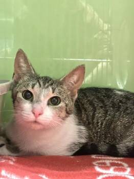 Lucy Hathaway -  Domestic Short Hair Cat for Adoption in Muskegon, Michigan - Lucy Hathaway | PetCurious