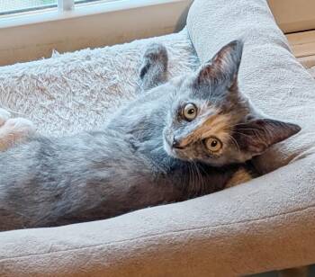 Ruth -  Dilute Tortoiseshell Cat for Adoption in Parkville, Missouri - Ruth | PetCurious