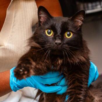 Big Gus -  Domestic Long Hair Cat for Adoption in Hattiesburg, Mississippi - Big Gus | PetCurious