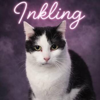 American Shorthair Cats Available for Adoption in Valley Falls, Kansas - Inkling | PetCurious