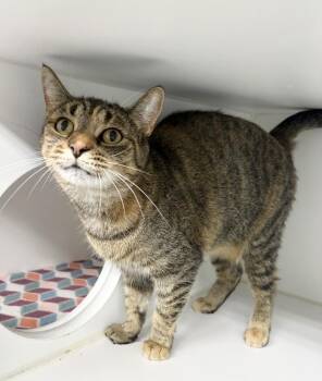 Taco -  Domestic Short Hair Cat for Adoption in Rochester, Indiana - Taco | PetCurious