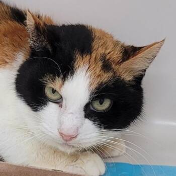 Tori -  Domestic Short Hair Cat for Adoption in La Grange, Kentucky - Tori | PetCurious