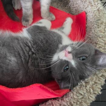 Hammerhead -  Domestic Short Hair Cat for Adoption in La Grange, Kentucky - Hammerhead | PetCurious