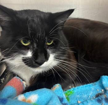 Domestic Short Hair Cats Available for Adoption in Hartsville, South Carolina - Remy | PetCurious