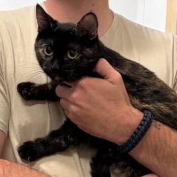 Aquarius -  Domestic Short Hair Cat for Adoption - Aquarius | PetCurious