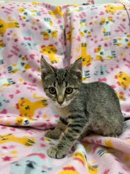 Sylvester -  Domestic Short Hair Cat for Adoption in Newberg, Oregon - Sylvester | PetCurious