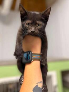 Eric -  Domestic Short Hair Cat for Adoption in Leitchfield, Kentucky - Eric | PetCurious
