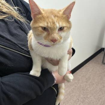 Garfield -  Domestic Short Hair Cat for Adoption in Brentwood, Missouri - Garfield | PetCurious