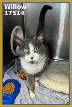 Domestic Short Hair Cats Available for Adoption - WILLOW | PetCurious