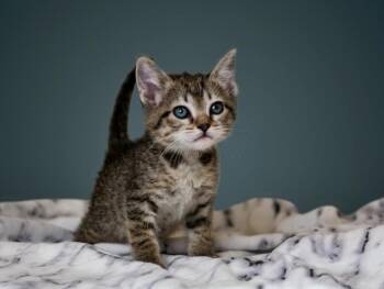 MAKEMAKE -  Domestic Short Hair Cat for Adoption in Santa Fe, New Mexico - MAKEMAKE | PetCurious