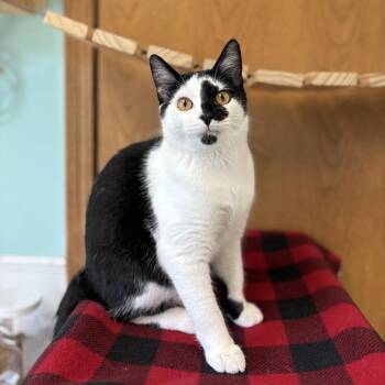 Iron -  Domestic Short Hair Cat for Adoption in Fargo, North Dakota - Iron | PetCurious