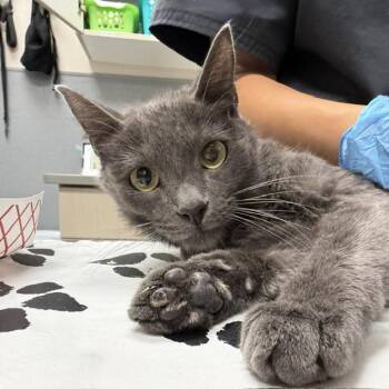 CHIPS -  Domestic Short Hair Cat for Adoption in Las Vegas, Nevada - CHIPS | PetCurious