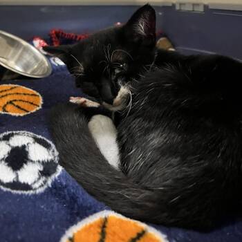 71874 -  Domestic Short Hair Cat for Adoption in Harrisonburg, Virginia - 71874 | PetCurious