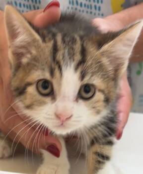 Rescue Domestic Short Hair Cats for Adoption in Elizabethton, Tennessee - ELECTRA | PetCurious