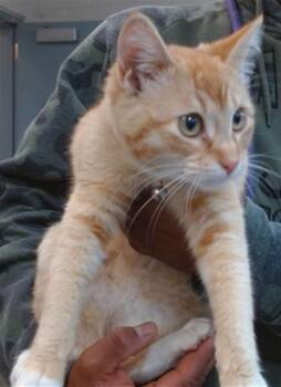 Domestic Short Hair Cats Available for Adoption - PEACHES | PetCurious