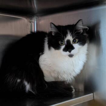 Domestic Medium Hair Cats Available for Adoption in Manhattan, Kansas - Fern | PetCurious