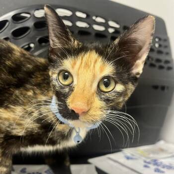 Missy -  Domestic Short Hair Cat for Adoption in Hattiesburg, Mississippi - Missy | PetCurious