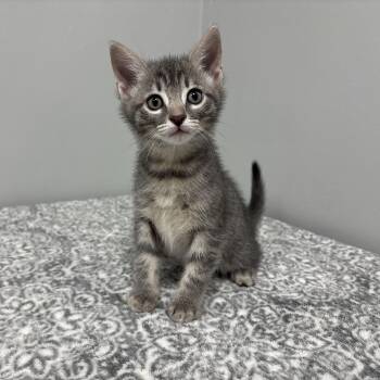 Domestic Short Hair and American Shorthair Cats Available for Adoption - Goofy | PetCurious
