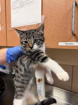 Jayden -  Domestic Short Hair Cat for Adoption in Bossier City, Louisiana - Jayden | PetCurious