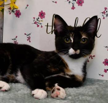 Dazzle -  Domestic Short Hair Cat for Adoption in Roanoke, Texas - Dazzle | PetCurious