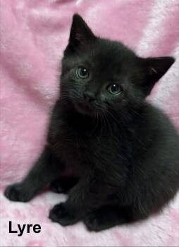 Lyre -  Domestic Short Hair Cat for Adoption in Buford, Georgia - Lyre | PetCurious