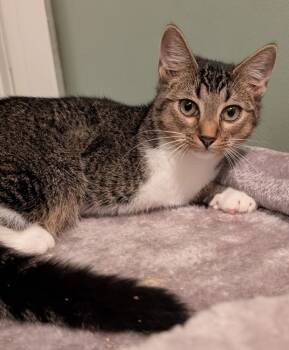 Rescue Domestic Short Hair and Tabby Cats for Adoption in Hartwell, Georgia - 7453 Mirage | PetCurious