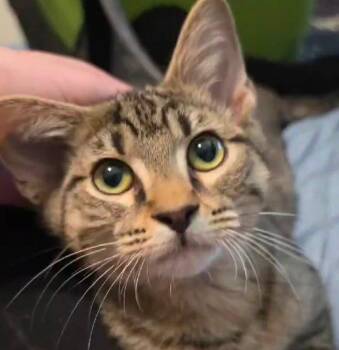 Bumble -  Domestic Short Hair Cat for Adoption in Kansas City, Kansas - Bumble | PetCurious