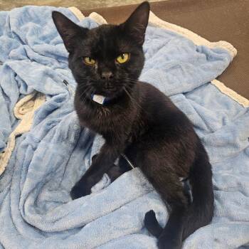 Cooper -  Domestic Short Hair Cat for Adoption in Corydon, Indiana - Cooper | PetCurious