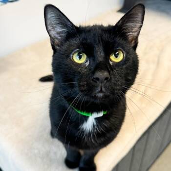 Mayhem -  Domestic Short Hair Cat for Adoption in Fort Wayne, Indiana - Mayhem | PetCurious