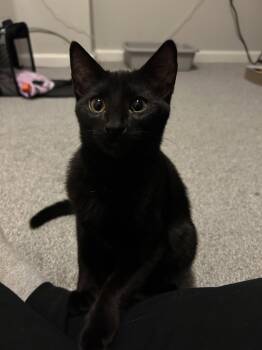 Ser Duncan -  Domestic Short Hair Cat for Adoption in Columbus, Ohio - Ser Duncan | PetCurious