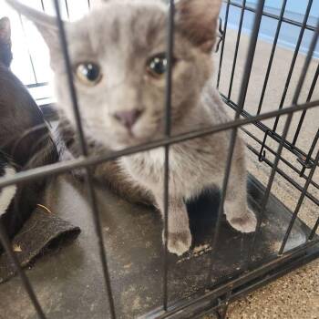 Zoey -  Domestic Short Hair Cat for Adoption in Kingman, Arizona - Zoey | PetCurious
