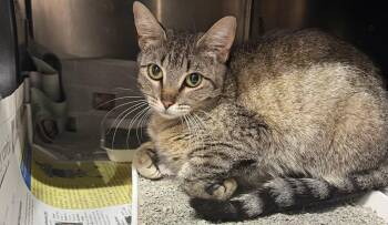 Vader -  Domestic Short Hair Cat Available for Adoption in Tom Bean, Texas - Vader | PetCurious