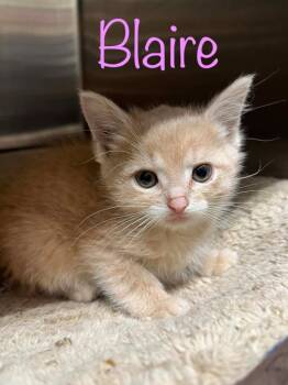 Domestic Short Hair Cats Available for Adoption in Princeton, Indiana - Blaire | PetCurious