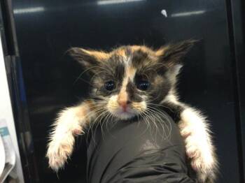 Domestic Short Hair Cats Available for Adoption in Thousand Palms, California - SUSHI | PetCurious