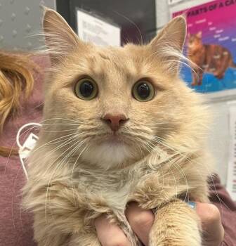 Domestic Long Hair Cats Available for Adoption in Golden, Colorado - Kenny | PetCurious