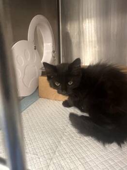 Sesame -  Domestic Long Hair and Domestic Short Hair Cat for Adoption in Roseville, California - Sesame | PetCurious
