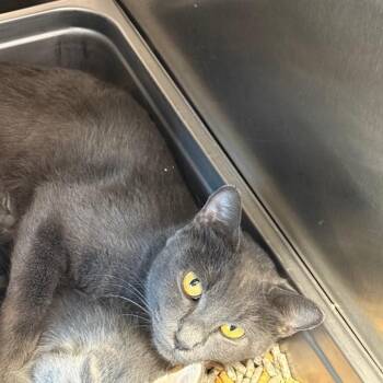 Felicia -  Domestic Short Hair Cat for Adoption in Madisonville, Tennessee - Felicia | PetCurious