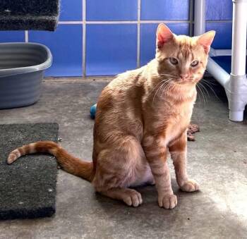 Receipt -  Domestic Short Hair Cat for Adoption in Austin, Texas - Receipt | PetCurious